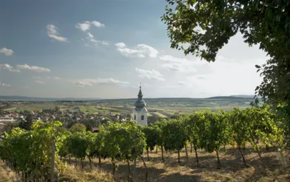 Ein Weingarten in der Thermenregion Wien